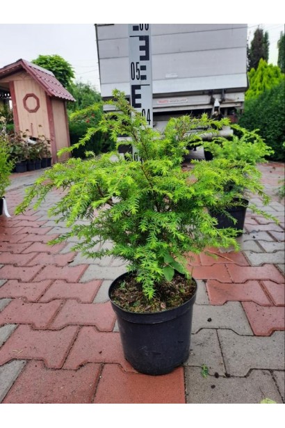 Тсуга канадська - 5л/вис.35-45см/Ø30-35см